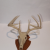 Deer Skull Antler Trophy Phone Stand