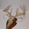 Deer Skull Antler Trophy Phone Stand