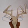 Deer Skull Antler Trophy Phone Stand